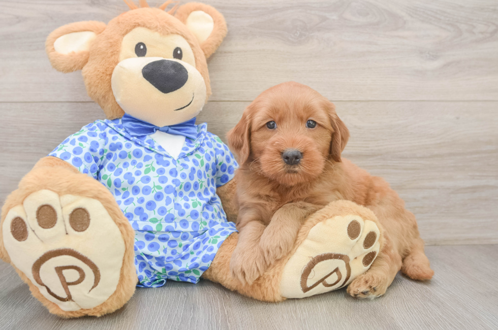 6 week old Mini Goldendoodle Puppy For Sale - Simply Southern Pups