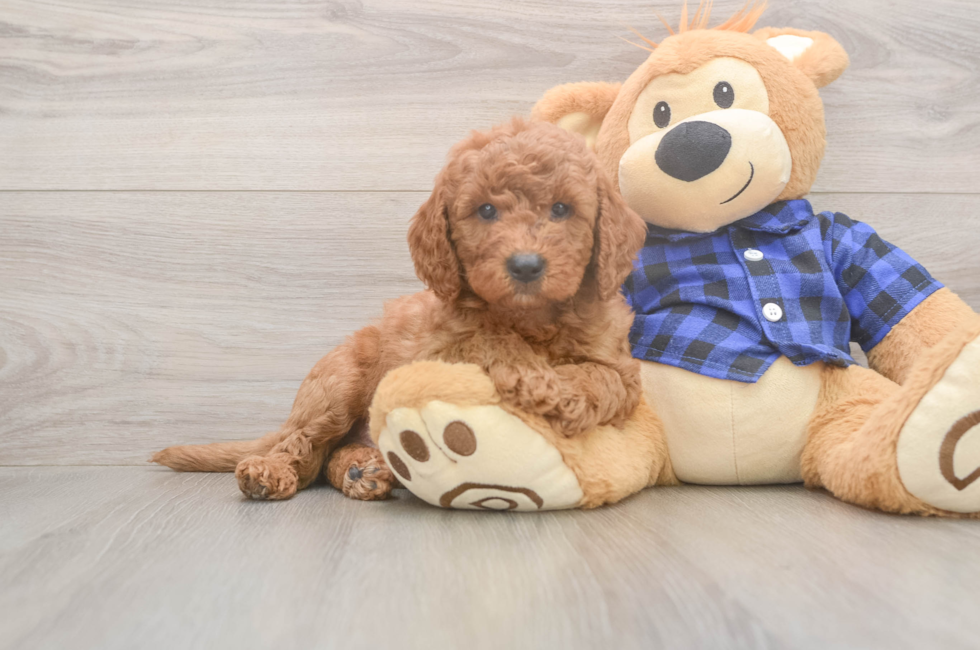 6 week old Mini Goldendoodle Puppy For Sale - Simply Southern Pups