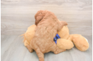 Mini Goldendoodle Puppy for Adoption