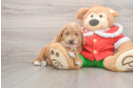 Best Mini Goldendoodle Baby