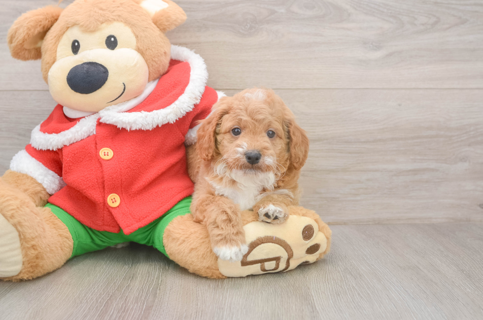 5 week old Mini Goldendoodle Puppy For Sale - Simply Southern Pups