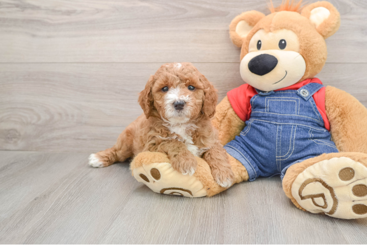 Hypoallergenic Mini Goldiepoo Poodle Mix Puppy