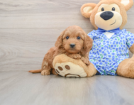 6 week old Mini Goldendoodle Puppy For Sale - Simply Southern Pups