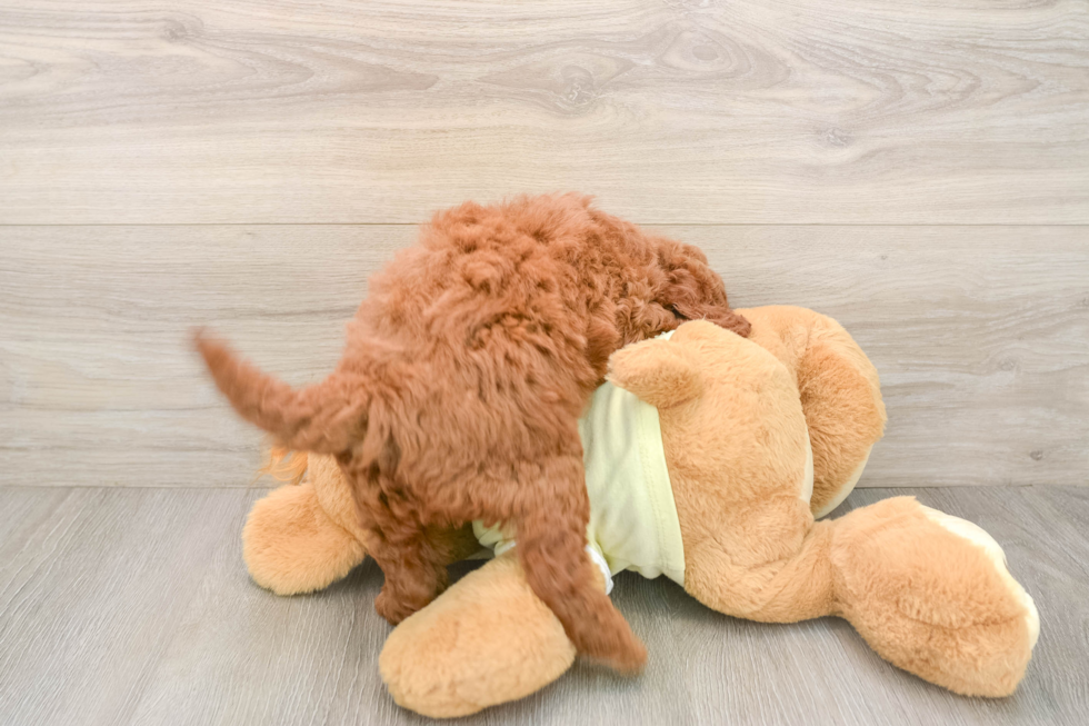 Mini Goldendoodle Pup Being Cute