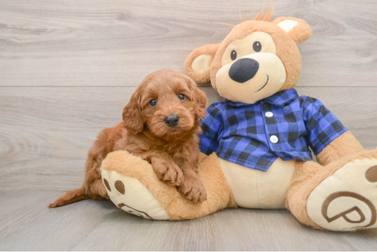 Mini Goldendoodle Pup Being Cute