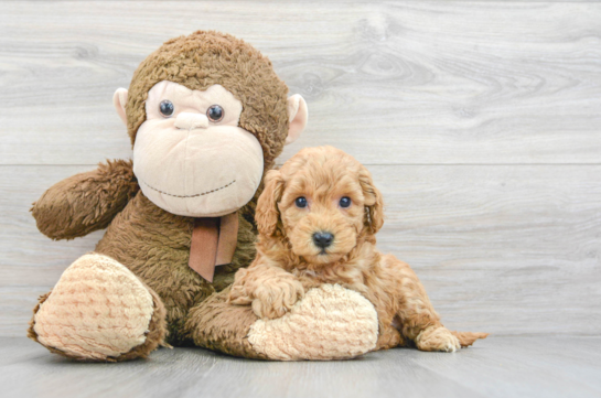 Best Mini Goldendoodle Baby