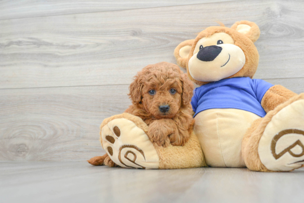 Mini Goldendoodle Pup Being Cute