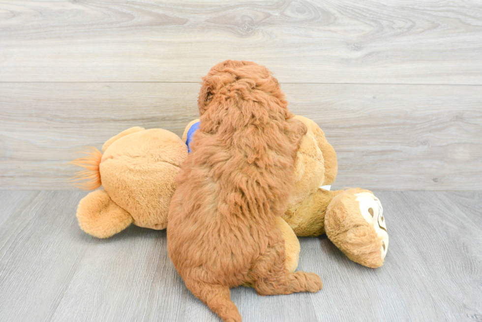 Hypoallergenic Golden Retriever Poodle Mix Puppy