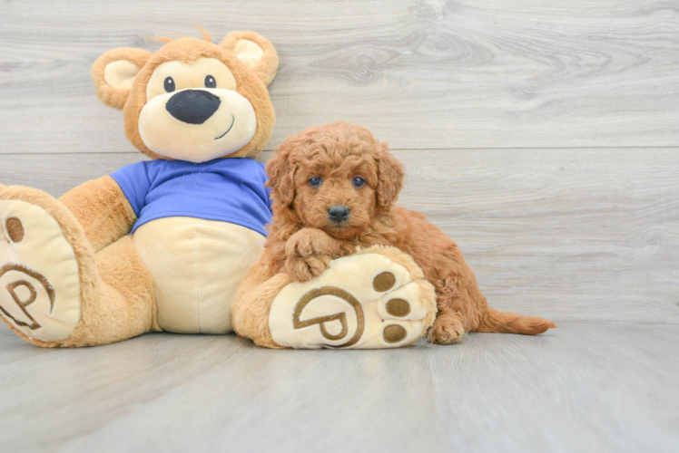Mini Goldendoodle Puppy for Adoption