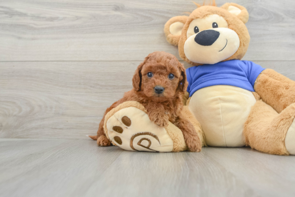 Best Mini Goldendoodle Baby