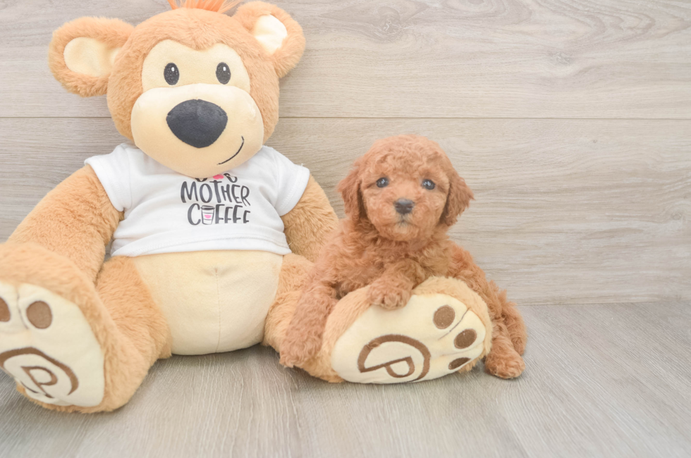 5 week old Mini Goldendoodle Puppy For Sale - Simply Southern Pups