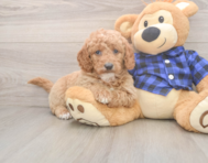 6 week old Mini Goldendoodle Puppy For Sale - Simply Southern Pups