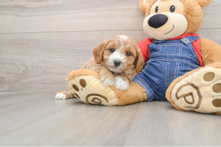 Adorable Golden Retriever Poodle Mix Poodle Mix Puppy