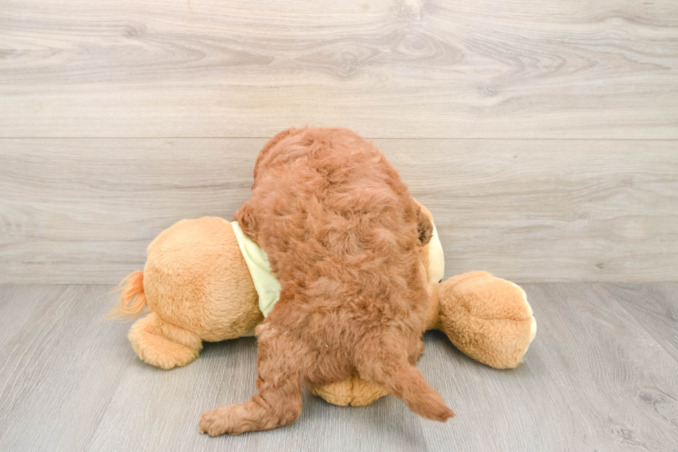 Best Mini Goldendoodle Baby