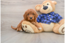 Cute Mini Goldendoodle Baby