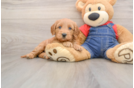 Mini Goldendoodle Puppy for Adoption