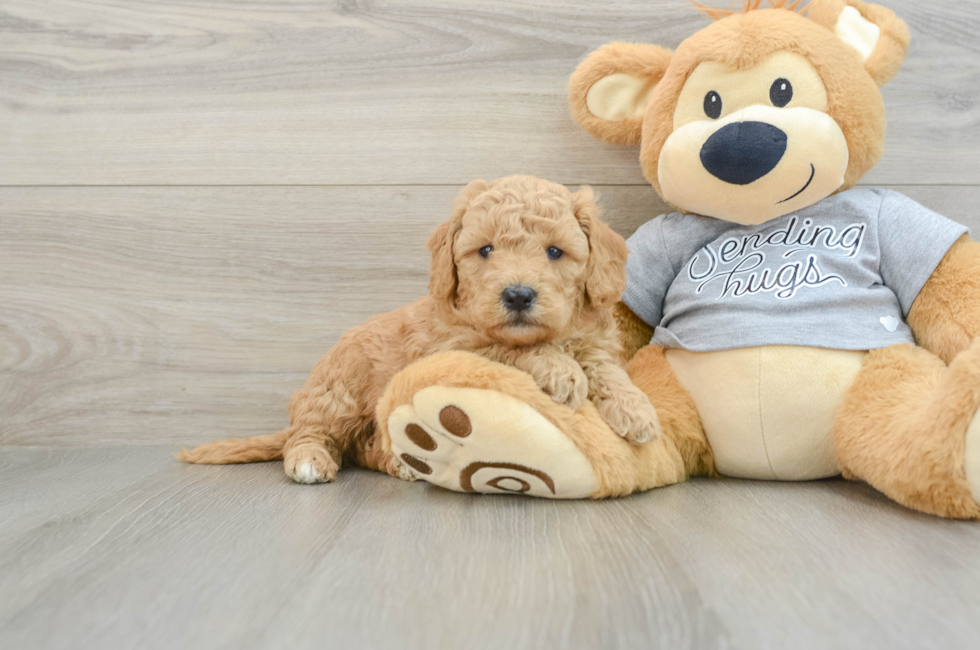 5 week old Mini Goldendoodle Puppy For Sale - Simply Southern Pups