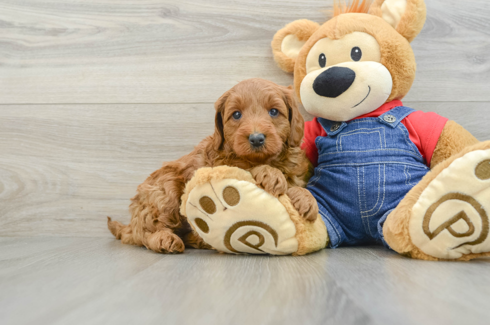 6 week old Mini Goldendoodle Puppy For Sale - Simply Southern Pups