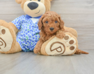 7 week old Mini Goldendoodle Puppy For Sale - Simply Southern Pups