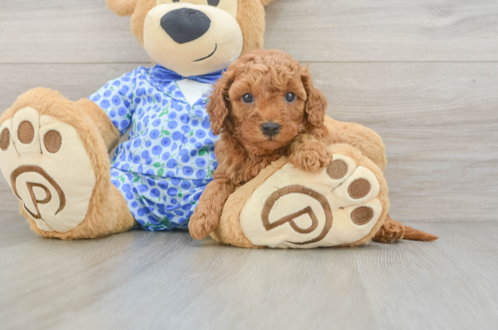 5 week old Mini Goldendoodle Puppy For Sale - Simply Southern Pups