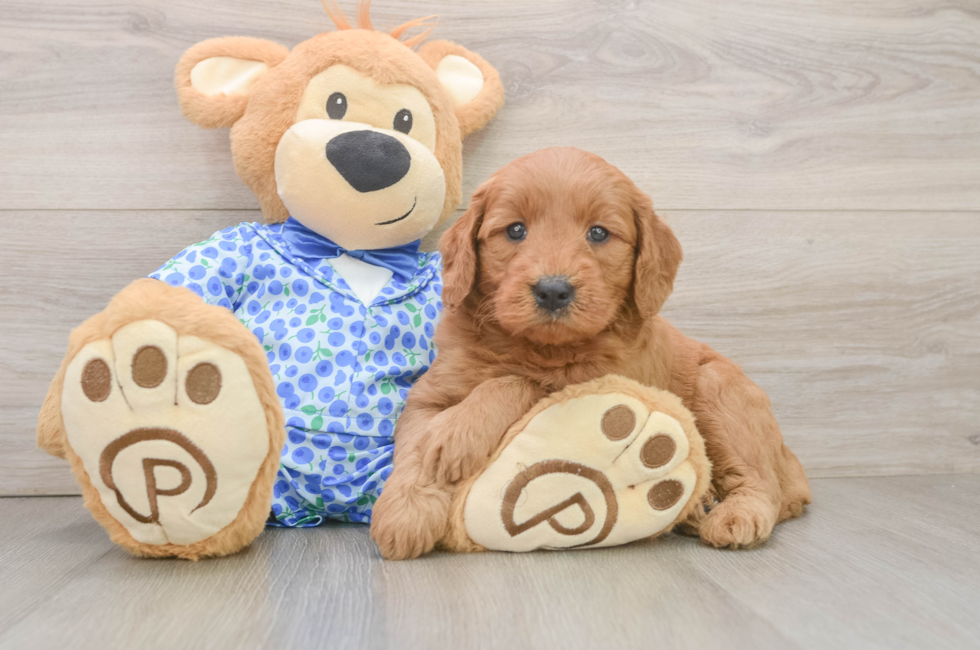 6 week old Mini Goldendoodle Puppy For Sale - Simply Southern Pups