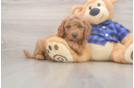 Energetic Golden Doodle Poodle Mix Puppy