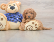 5 week old Mini Goldendoodle Puppy For Sale - Simply Southern Pups