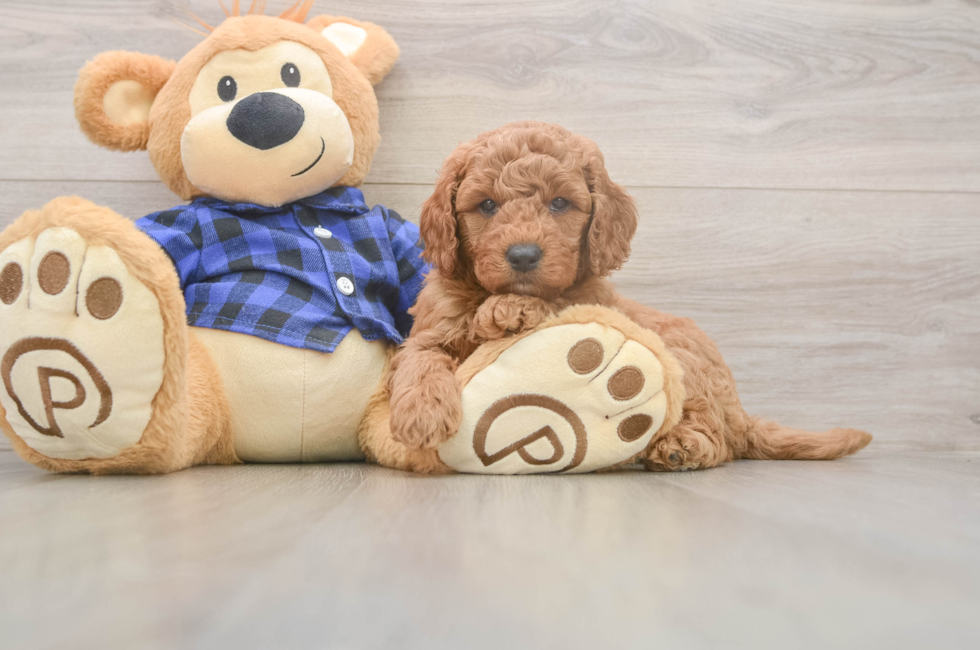 6 week old Mini Goldendoodle Puppy For Sale - Simply Southern Pups