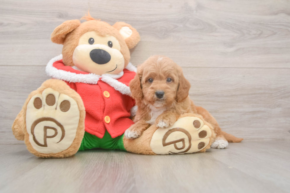 Mini Goldendoodle Pup Being Cute