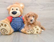 7 week old Mini Goldendoodle Puppy For Sale - Simply Southern Pups