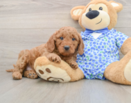 7 week old Mini Goldendoodle Puppy For Sale - Simply Southern Pups