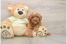 Fluffy Mini Goldendoodle Poodle Mix Pup