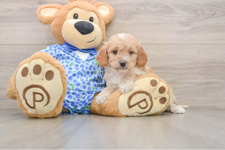 Mini Goldendoodle Pup Being Cute