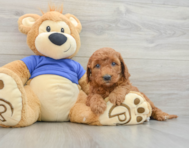 7 week old Mini Goldendoodle Puppy For Sale - Simply Southern Pups