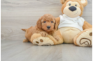 Friendly Mini Goldendoodle Baby