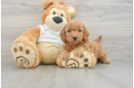 Mini Goldendoodle Puppy for Adoption