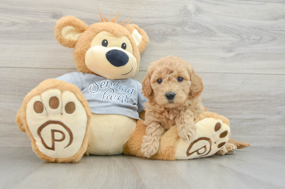 5 week old Mini Goldendoodle Puppy For Sale - Simply Southern Pups