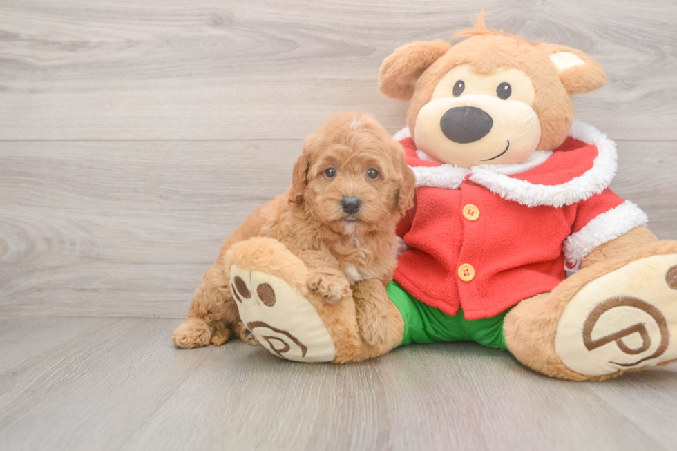 Best Mini Goldendoodle Baby