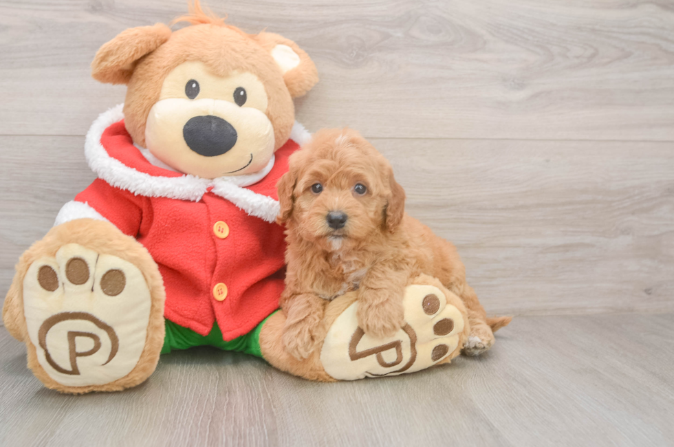 5 week old Mini Goldendoodle Puppy For Sale - Simply Southern Pups