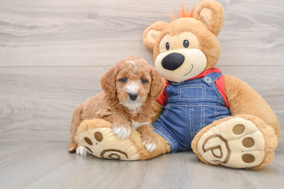 Little Mini Goldenpoo Poodle Mix Puppy