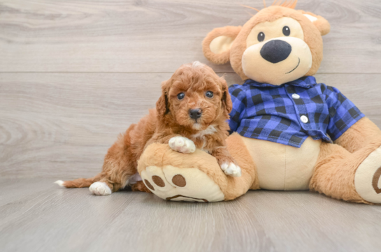 Best Mini Goldendoodle Baby