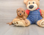 8 week old Mini Goldendoodle Puppy For Sale - Simply Southern Pups