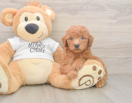 7 week old Mini Goldendoodle Puppy For Sale - Simply Southern Pups