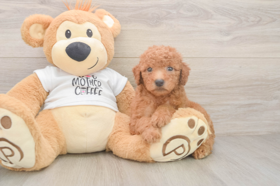 5 week old Mini Goldendoodle Puppy For Sale - Simply Southern Pups