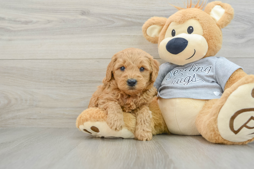 5 week old Mini Goldendoodle Puppy For Sale - Simply Southern Pups