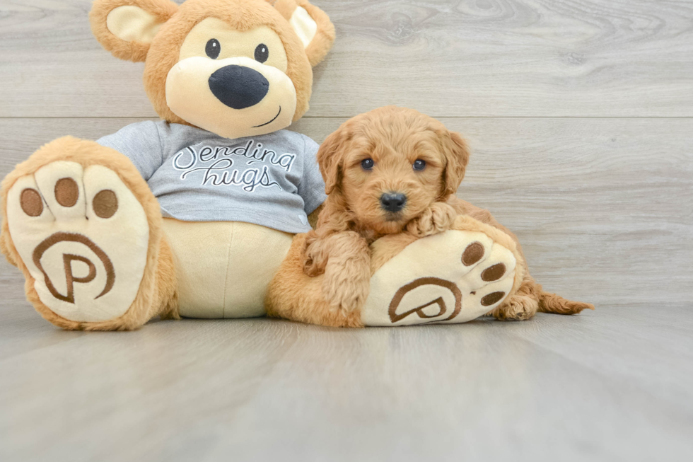 Mini Goldendoodle Pup Being Cute