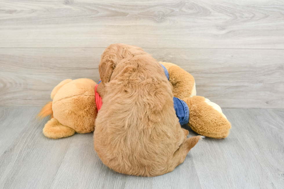 Happy Mini Goldendoodle Baby