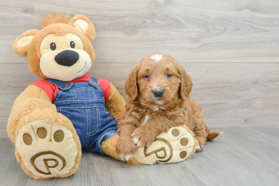 Mini Goldendoodle Puppy for Adoption