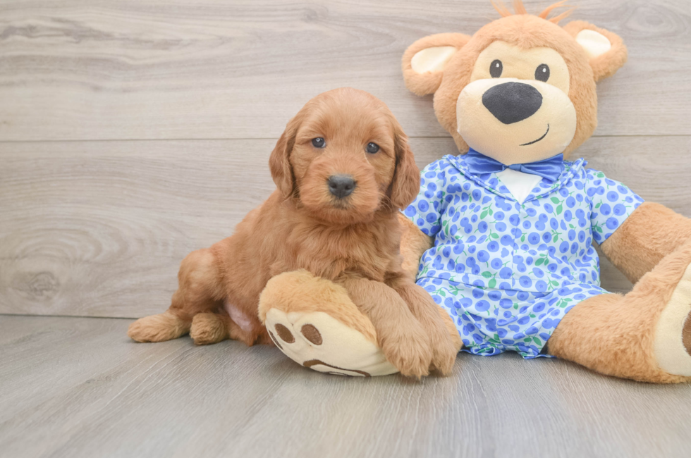 6 week old Mini Goldendoodle Puppy For Sale - Simply Southern Pups