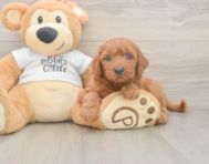 7 week old Mini Goldendoodle Puppy For Sale - Simply Southern Pups
